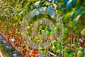 Ripe tomato plant growing in greenhouse