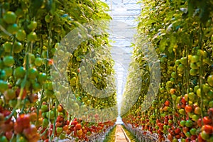 Ripe tomato plant growing in greenhouse