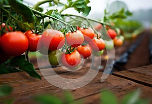 Ripe tomato plant growing in greenhouse