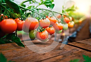 Ripe tomato plant growing in greenhouse