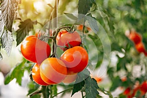 Ripe tomato plant growing in greenhouse, bunch of bright red natural tomatoes on tree branch in organic vegetable