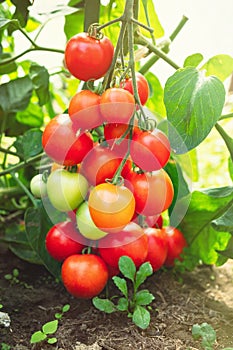 Ripe tomato plant growing in greenhouse. Fresh bunch of red natural tomatoes on a branch