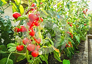 Ripe tomato plant growing in greenhouse. Fresh bunch of red natural tomatoes on a branch in organic vegetable garden.