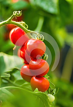 Ripe tomato plant growing in greenhouse. Fresh bunch of red natural tomatoes on a branch in organic vegetable garden.