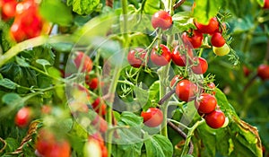 Ripe tomato plant growing in greenhouse. Fresh bunch of red natural tomatoes on a branch in organic vegetable garden.