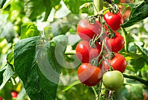 Ripe tomato plant growing in greenhouse. Fresh bunch of red natural tomatoes on branch in organic vegetable garden.