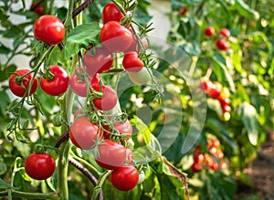 Ripe tomato plant growing in greenhouse. Fresh bunch of red natural tomatoes on a branch in organic vegetable garden.