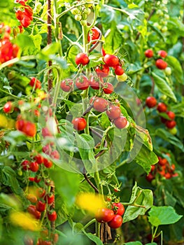 Ripe tomato plant growing in greenhouse. Fresh bunch of red natural tomatoes on a branch in organic vegetable garden.