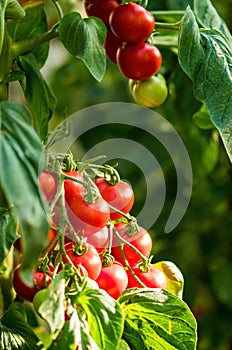 Ripe tomato plant growing in greenhouse. Fresh bunch of red natural tomatoes on a branch in organic vegetable garden.