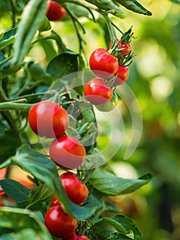 Ripe tomato plant growing in greenhouse. Fresh bunch of red natural tomatoes on a branch in organic vegetable garden.