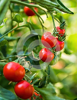 Ripe tomato plant growing in greenhouse. Fresh bunch of red natural tomatoes on a branch in organic vegetable garden.