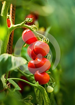 Ripe tomato plant growing in greenhouse. Fresh bunch of red natural tomatoes on a branch in organic vegetable garden.