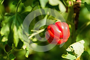 Ripe tomato plant growing in greenhouse. Fresh bunch of red natural tomatoes on a branch in organic vegetable garden.