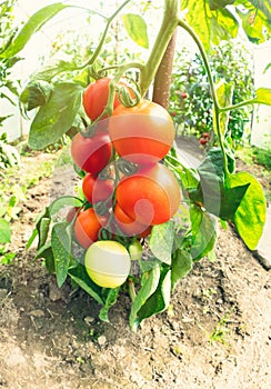 Ripe tomato plant growing in greenhouse. Fresh bunch of red natural tomatoes on a branch in organic vegetable garden.