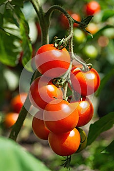 Ripe tomato plant growing in greenhouse. Fresh bunch of red natural tomatoes on a branch in organic vegetable garden.