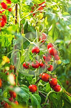 Rostlina zralých rajčat rostoucí ve skleníku. Čerstvá banda červených přírodních rajčat na větvi v organické zeleninové zahradě.