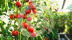 Ripe tomato plant growing in greenhouse. Fresh bunch of red natural tomatoes on a branch in organic vegetable garden.