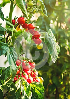 Ripe tomato plant growing in greenhouse. Fresh bunch of red natural tomatoes on a branch in organic vegetable garden.