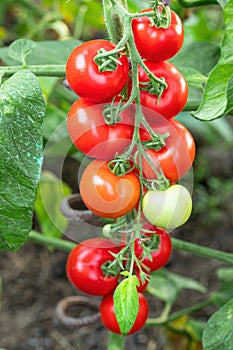 Ripe tomato plant growing in greenhouse. Fresh bunch of red natural tomatoes on branch in organic vegetable garden.