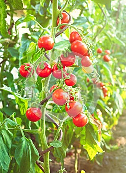 Ripe tomato plant growing in greenhouse. Fresh bunch of red natural tomatoes on a branch in organic vegetable garden.