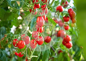 Ripe tomato plant growing in greenhouse. Fresh bunch of red natural tomatoes on a branch in organic vegetable garden.