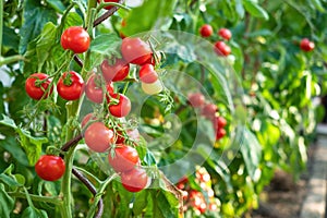 Ripe tomato plant growing in greenhouse. Fresh bunch of red natural tomatoes on a branch in organic vegetable garden.