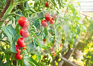 Ripe tomato plant growing in greenhouse. Fresh bunch of red natural tomatoes on a branch in organic vegetable garden.