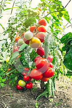 Ripe tomato plant growing in greenhouse. Fresh bunch of red natural tomatoes on a branch in organic vegetable garden.