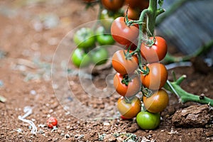 Ripe tomato plant growing in greenhouse. Tasty red cheery tomatoes.