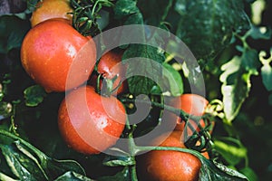 Ripe tomato plant growing ion a farm. Tasty red tomatoes. Blurry background and copy space matt