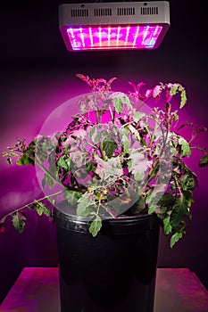 Ripe tomato plant under LED grow light