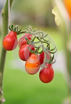 Ripe tomato in vegetable garden
