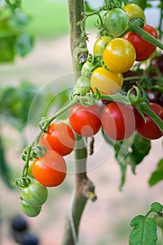 Ripe tomato in vegetable garden, agriculture concept