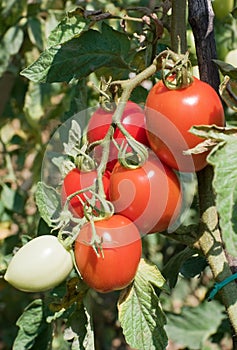 Ripe tomatoes photo