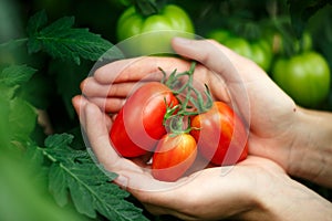 Ripe tomatoes