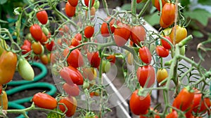 Ripe tomatoes on a branch in a greenhouse. Fresh bunch of red natural tomatoes on branch in organic vegetable garden