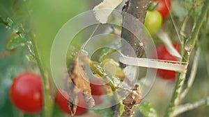 Ripe tomatoes on the bushes