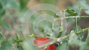 Ripe tomatoes on the bushes