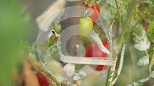 Ripe tomatoes on the bushes