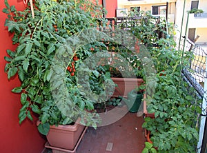 Ripe tomatoes, datterino type in an urban garden