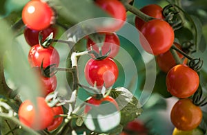 Ripe tomatoes in garden