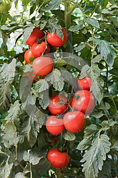 Ripe tomatoes in garden