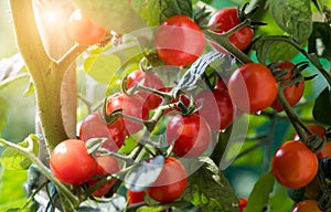 Ripe tomatoes in garden