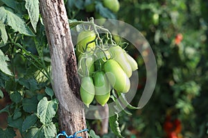 Ripe tomatoes in the garden