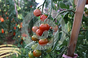 Ripe tomatoes in the garden