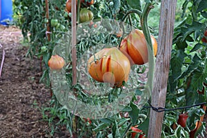 Ripe tomatoes in the garden