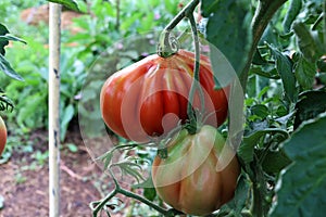 Ripe tomatoes in the garden