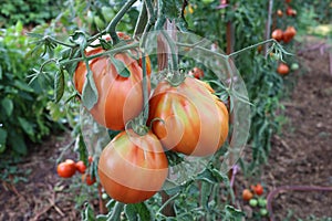 Ripe tomatoes in the garden