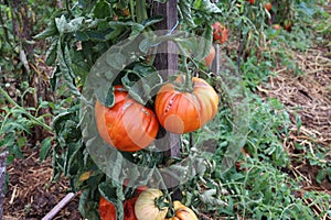 Ripe tomatoes in the garden