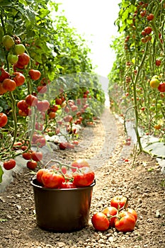 Ripe tomatoes in the garden